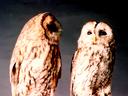 Owls